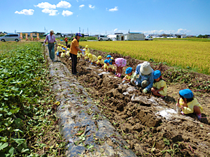 関西の芋掘り さつまいも堀りが体験ができる農園15選 人気の大阪の農園も Comolib Magazine